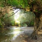 " Niederrhein-Mangrove"