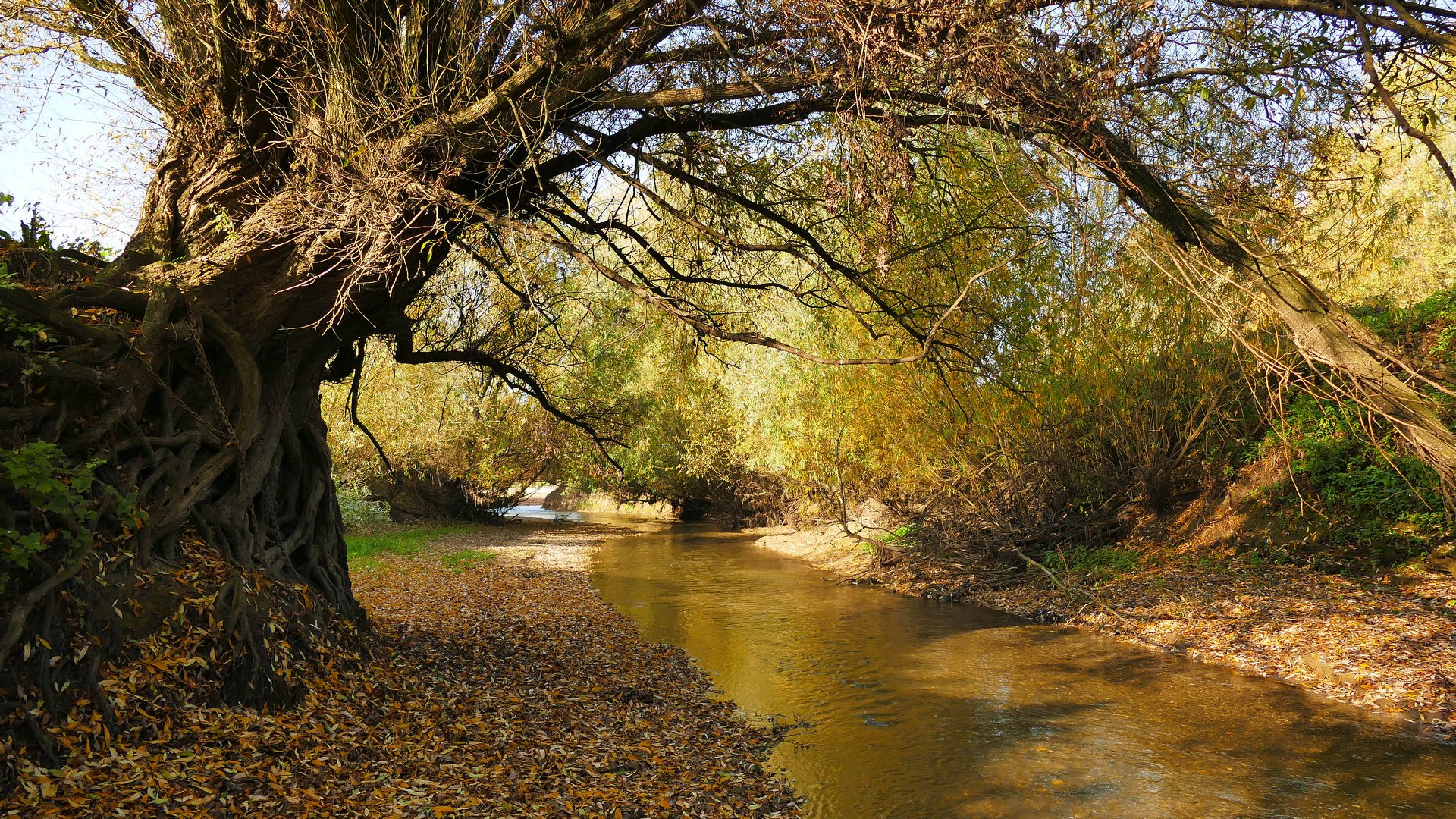 "Niederrhein-Mangrovenbaum"