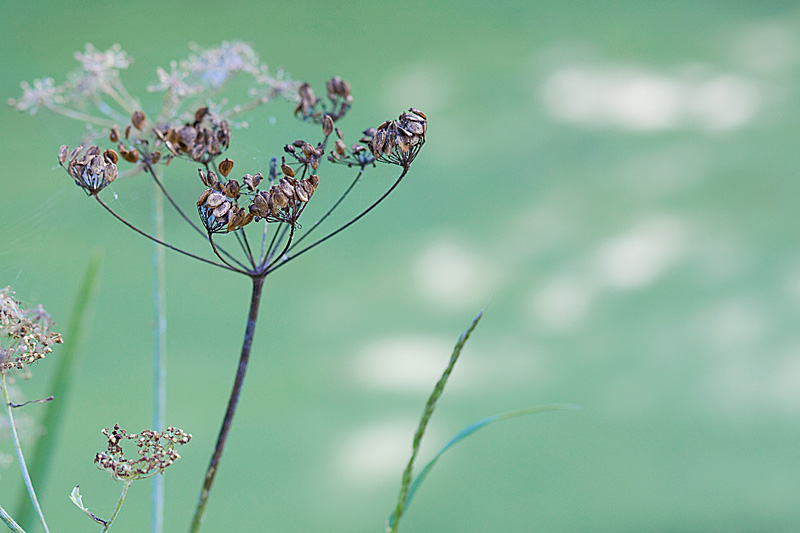 Niederrhein - Naturpark Schwalm Nette - Fotoatelier Natur