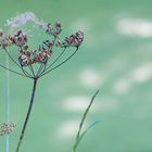 Niederrhein - Naturpark Schwalm Nette - Fotoatelier Natur