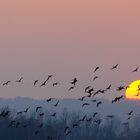 Niederrhein Naturschutzgebiet De Gelderse Poort - Wildgänse - Schlafplatzflug - Abendstimmung