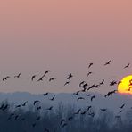 Niederrhein Naturschutzgebiet De Gelderse Poort - Wildgänse - Schlafplatzflug - Abendstimmung