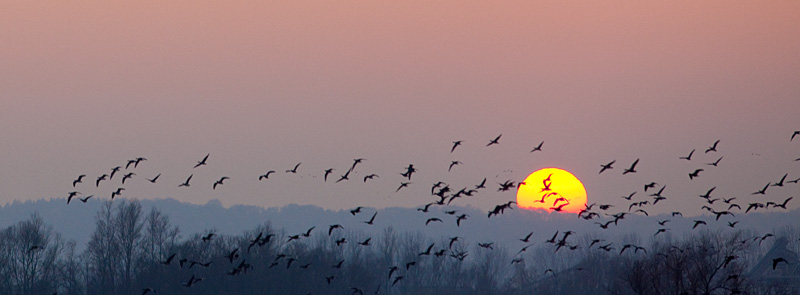 Niederrhein Naturschutzgebiet De Gelderse Poort - Wildgänse - Schlafplatzflug - Abendstimmung