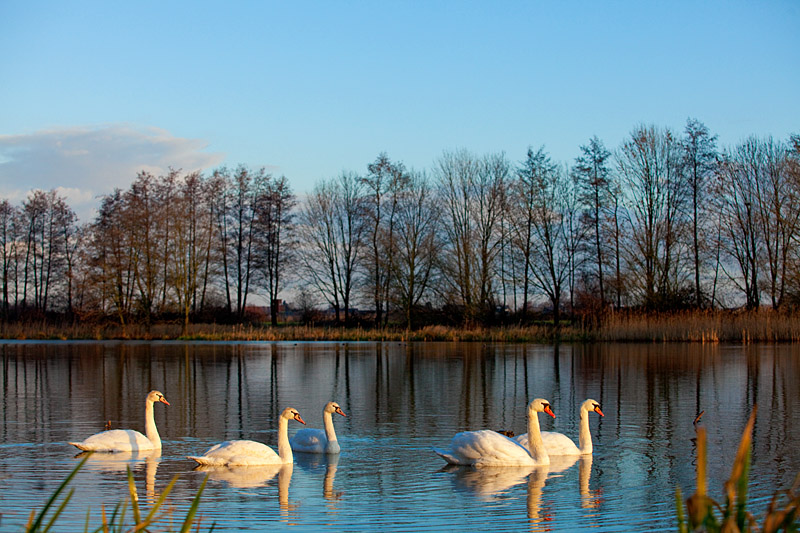 Niederrhein - Naturschutzgebiet Düffel - Schwäne im Morgenlicht