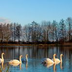 Niederrhein - Naturschutzgebiet Düffel - Schwäne im Morgenlicht