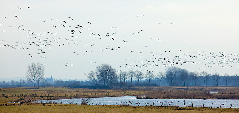 Niederrhein - Nordische Zugvögel - Typische Landschaft