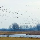 Niederrhein - Nordische Zugvögel - Typische Landschaft