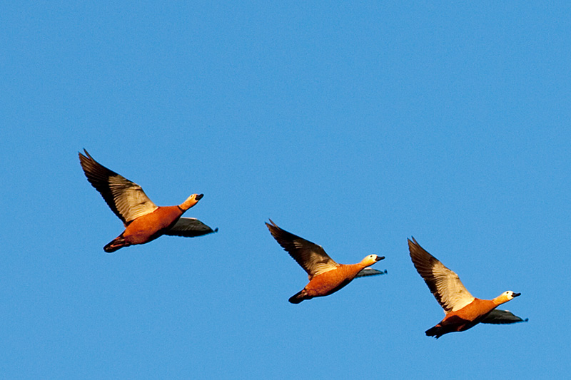 Niederrhein - Rostgänse - Flug der Gänse im Abendlicht - Bislicher Insel