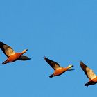 Niederrhein - Rostgänse - Flug der Gänse im Abendlicht - Bislicher Insel