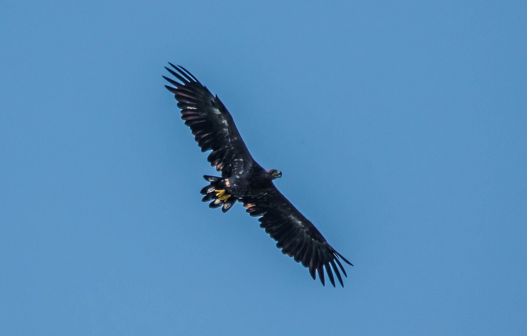 Niederrhein-Seeadler