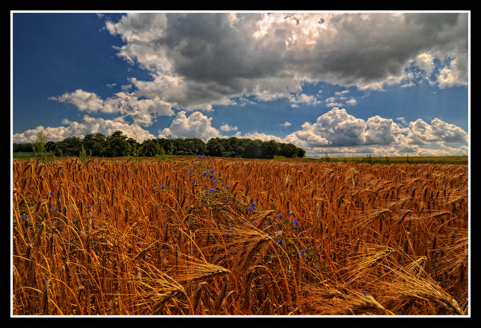 Niederrhein-Sommer