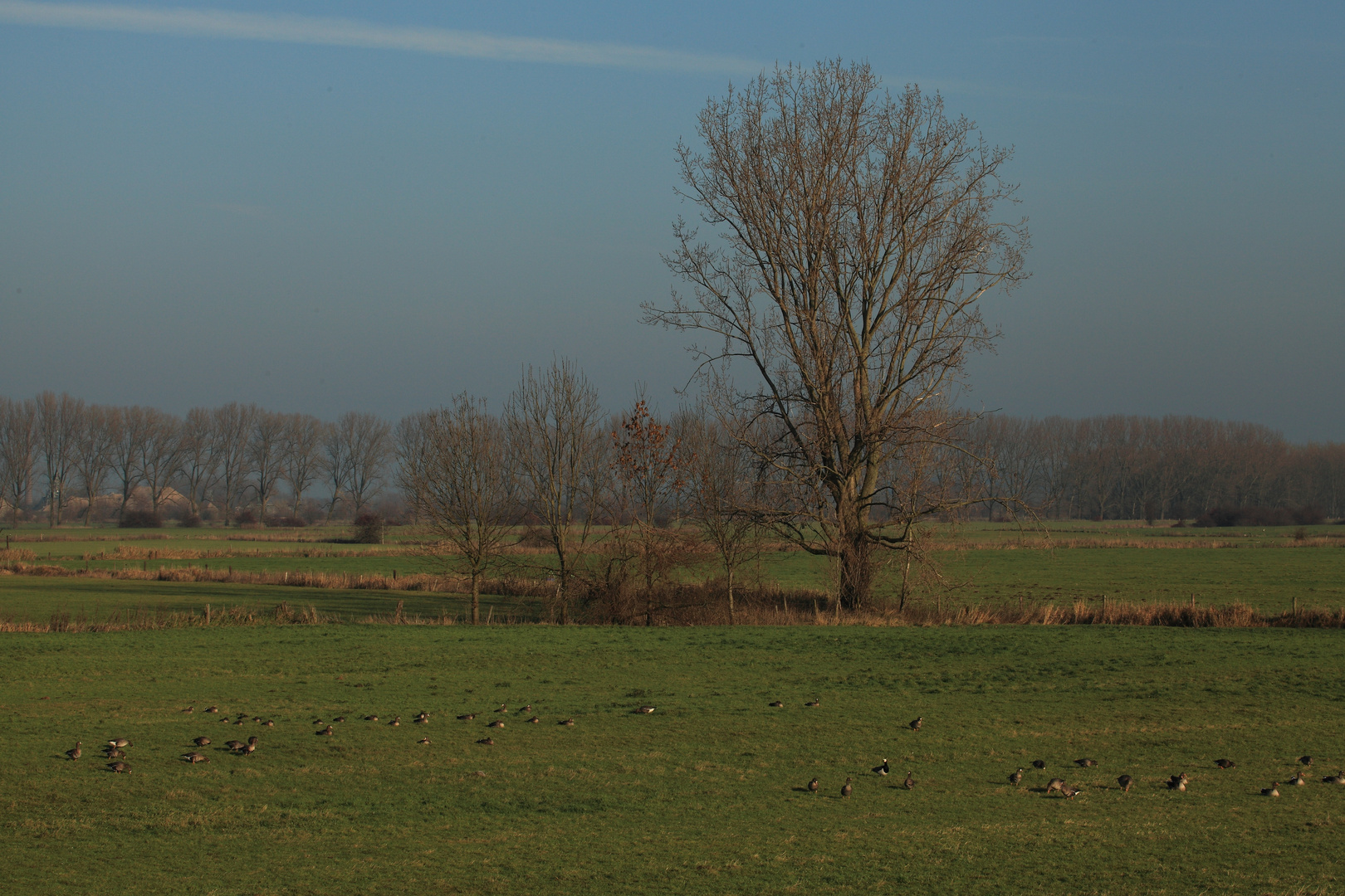 Niederrhein-Suchbild