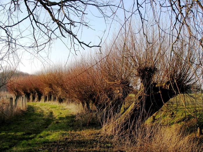 Niederrhein - Weiden-Allee