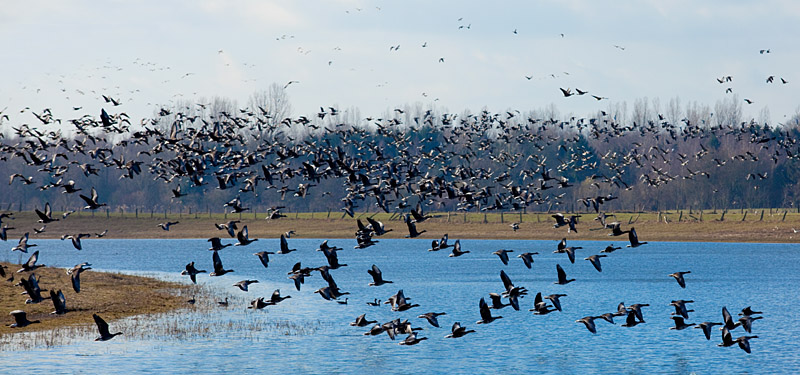 Niederrhein - Wildgänse - Naturschutzgebiet Xantener Altrhein - Bislicher Insel