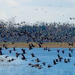 Niederrhein - Wildgänse - Naturschutzgebiet Xantener Altrhein - Bislicher Insel