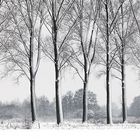 Niederrhein Winterlandschaft - Baumallee im Kranenburger Bruch