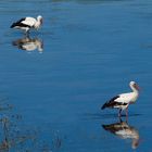 Niederrhein - Xantener Altrhein - Bislicher Insel - Weißstörche