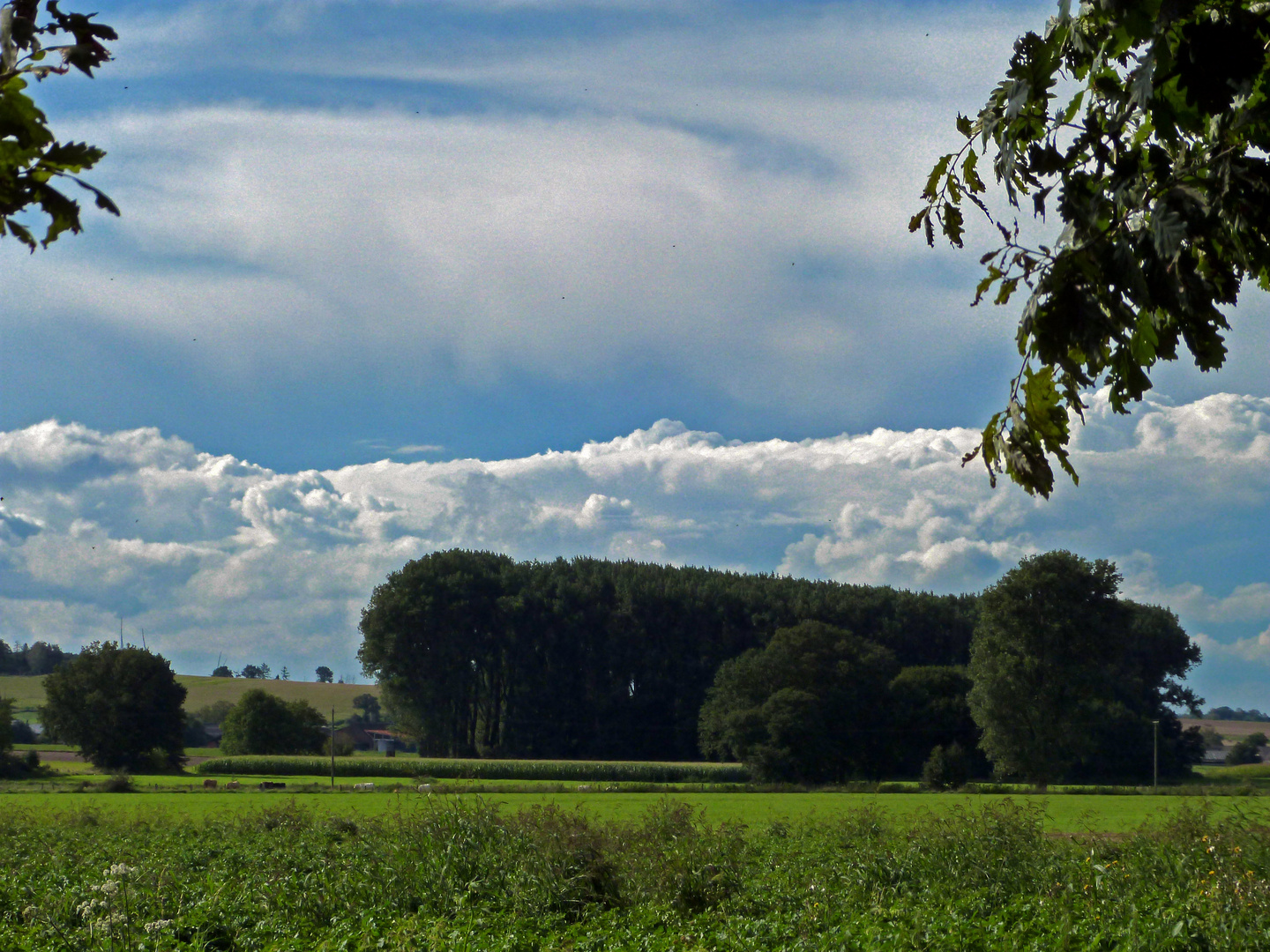 Niederrhein, zwischen Xanten und Rees