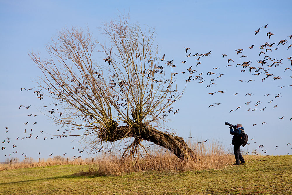 #niederrheinfoto | Arktische Wildgänse - Vogelzug am Niederrhein - VHS Fotoworkshop Naturfotografie