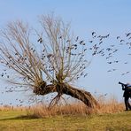 #niederrheinfoto | Arktische Wildgänse - Vogelzug am Niederrhein - VHS Fotoworkshop Naturfotografie