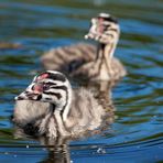 #niederrheinfoto | Fotoworkshop im Naturpark Schwalm-Nette | Haubentaucher mit Jungvögeln