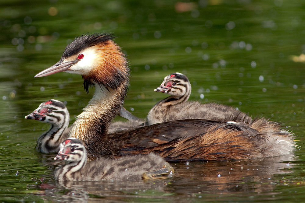 #niederrheinfoto | Fotoworkshop im Naturpark Schwalm-Nette | Haubentaucher mit Jungvögeln