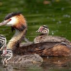 #niederrheinfoto | Fotoworkshop im Naturpark Schwalm-Nette | Haubentaucher mit Jungvögeln