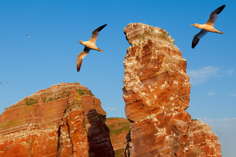 #niederrheinfoto | Helgoland Fotoworkshop Tier- und Naturfotografie - Lange Anna - Basstölpel