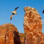 #niederrheinfoto | Helgoland Fotoworkshop Tier- und Naturfotografie - Lange Anna - Basstölpel