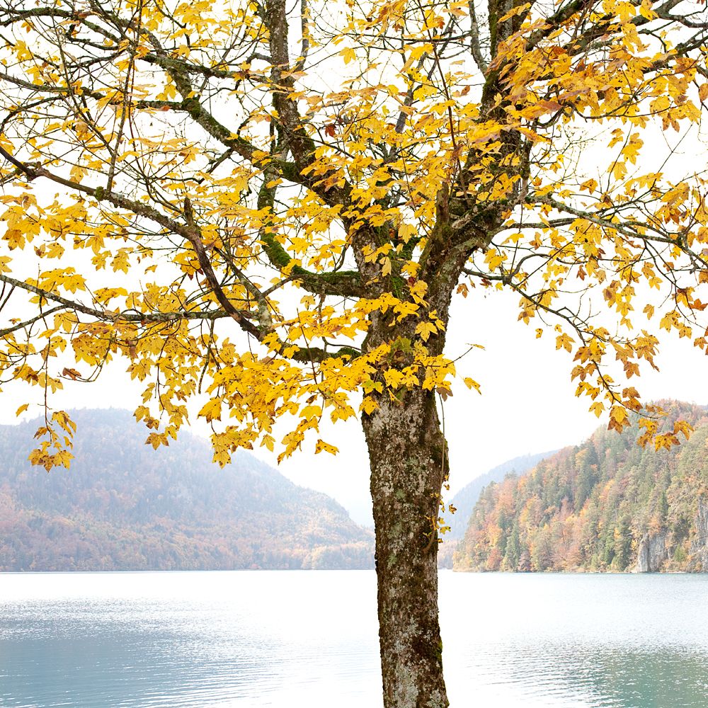 #niederrheinfoto | Herbstliche Impression - Fotoworkshop Oberbayern - Allgäuer Alpen