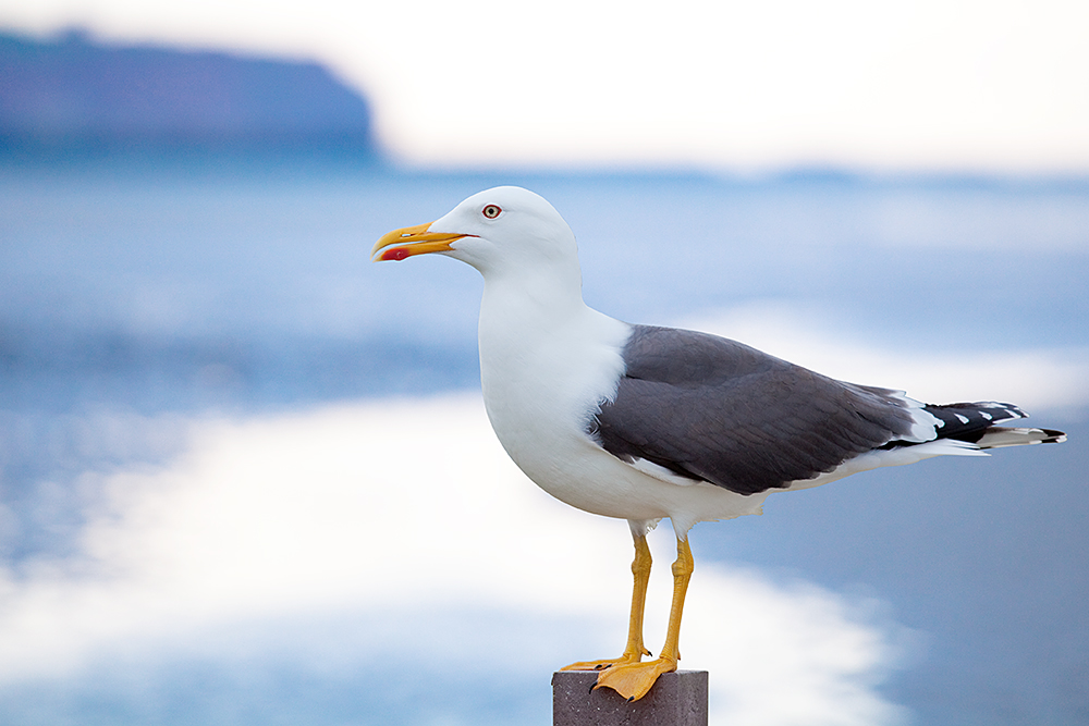 #niederrheinfoto | Nordseeinsel Helgoland - Möwe auf der Düne