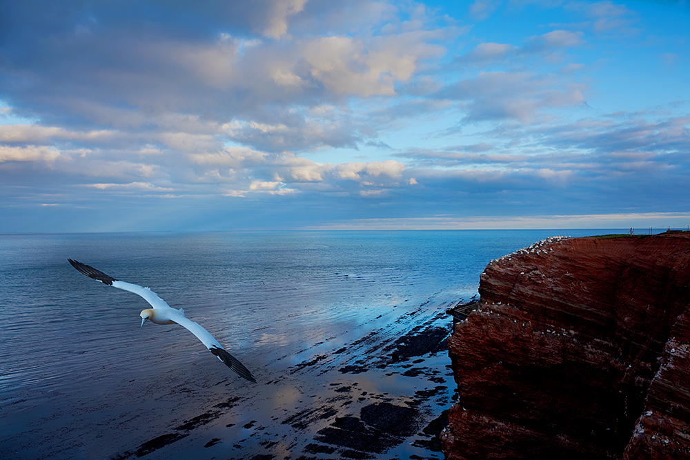 #niederrheinfoto | Nordseeinsel Helgoland - NSG Lummenfelsen - Abendstimmung - Fliegender Basstölpel