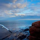 #niederrheinfoto | Nordseeinsel Helgoland - NSG Lummenfelsen - Abendstimmung - Fliegender Basstölpel