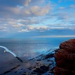 #niederrheinfoto | Nordseeinsel Helgoland - NSG Lummenfelsen - Abendstimmung - Fliegender Basstölpel