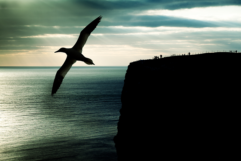 #niederrheinfoto | Nordseeinsel Helgoland - NSG Lummenfelsen - Abendstimmung - Fliegender Basstölpel