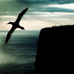 #niederrheinfoto | Nordseeinsel Helgoland - NSG Lummenfelsen - Abendstimmung - Fliegender Basstölpel