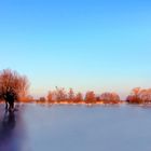 Niederrheinische Winterlandschaft 2