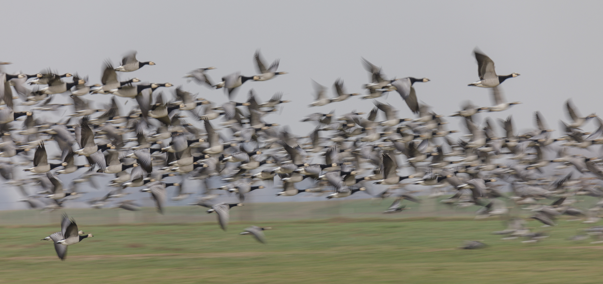 Niederrheinischer Nonnenflug