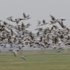 Niederrheinischer Nonnenflug