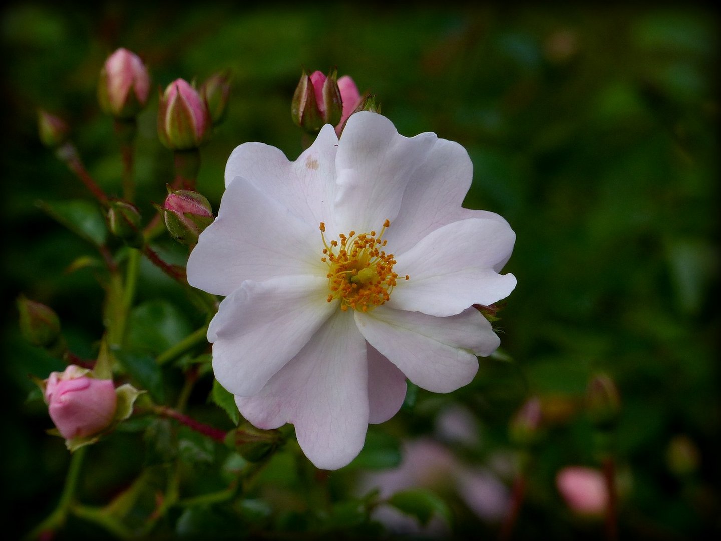 Niederrheinischer Rosengarten