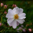 Niederrheinischer Rosengarten