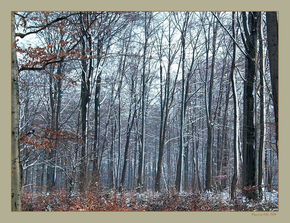 Niederrheinischer Winterwald