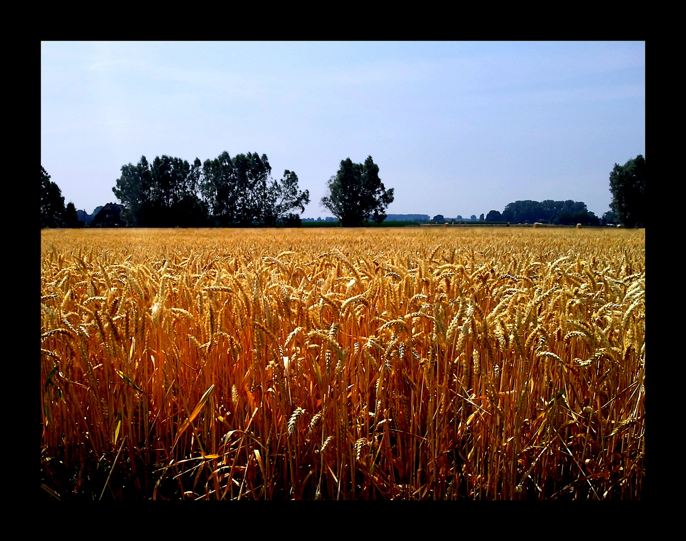 Niederrheinisches Getreide