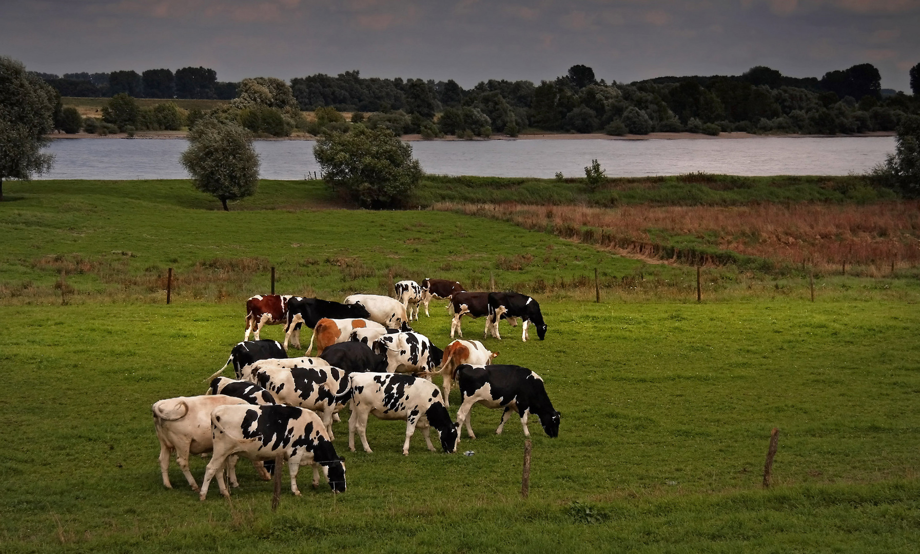 Niederrheinlandschaft mit Kühen