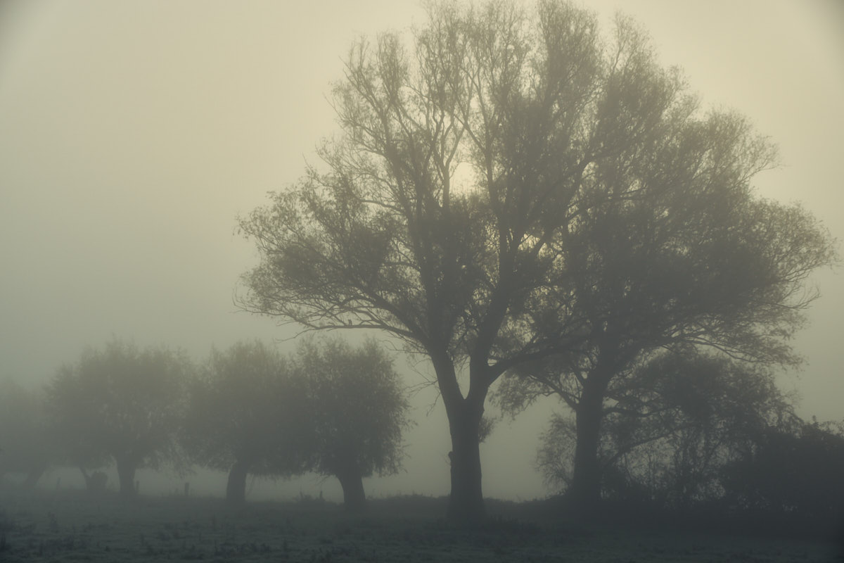 Niederrheinnebel