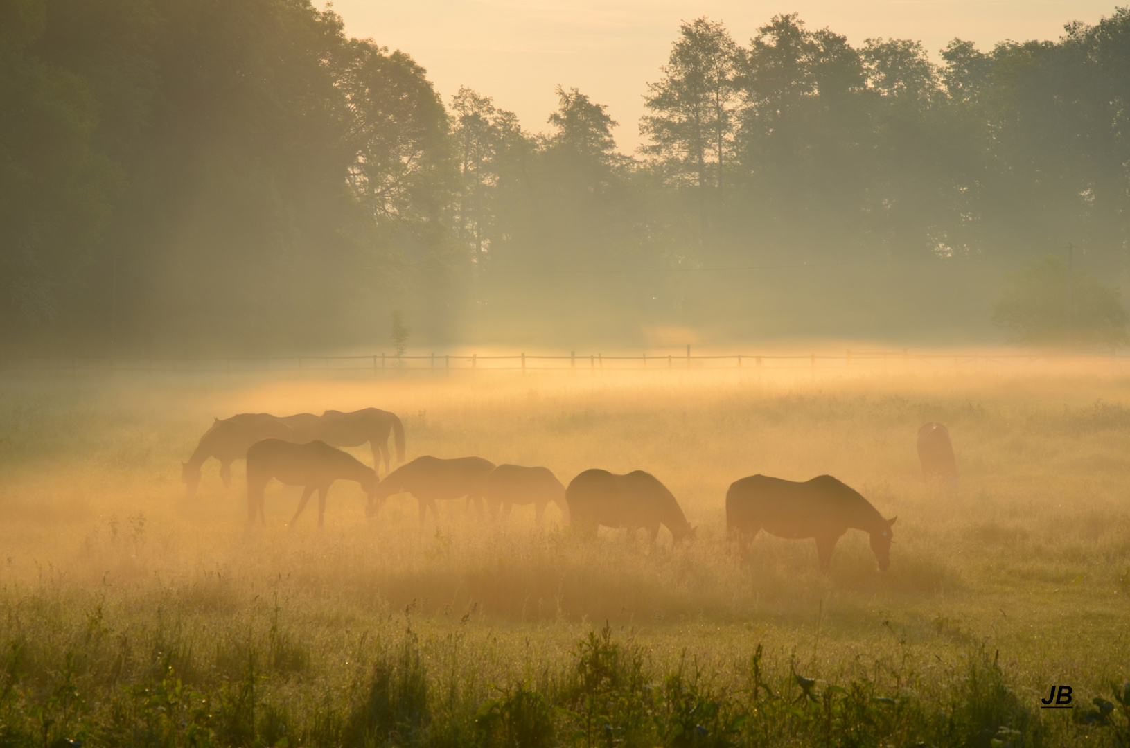 Niederrhein:Pferde im Morgennebel