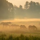 Niederrhein:Pferde im Morgennebel