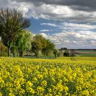 Niedersächsische Agrarlandschaft