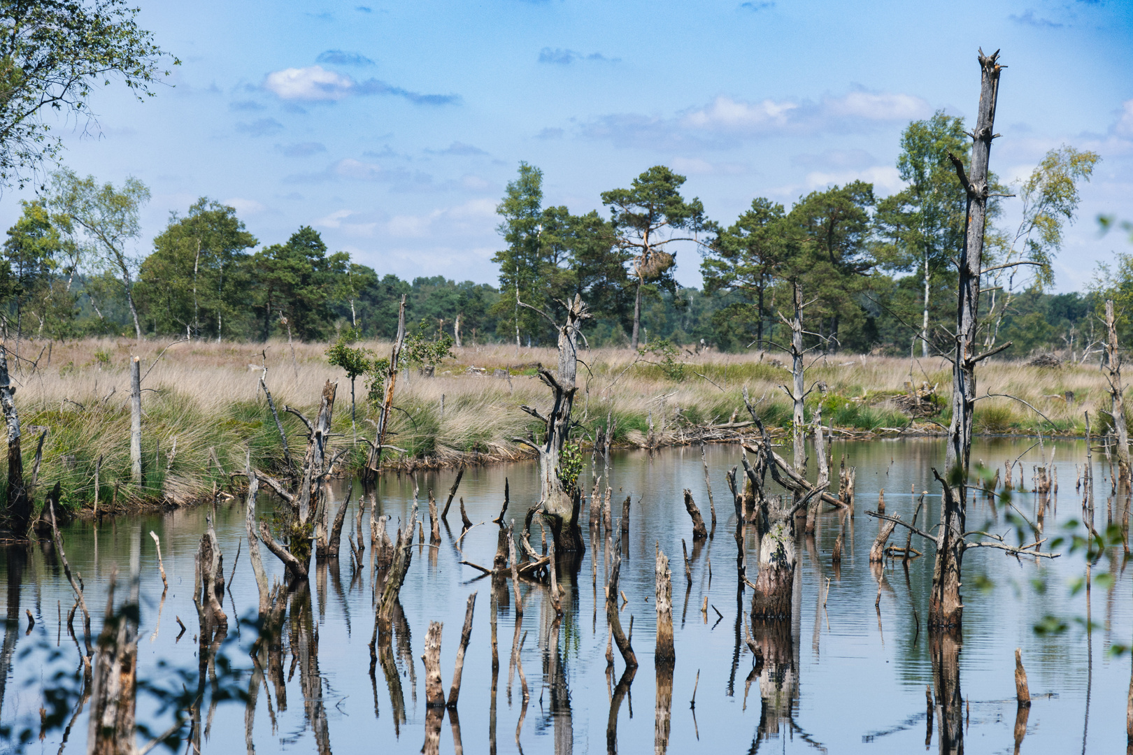 niedersächsische Everglades