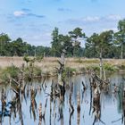 niedersächsische Everglades